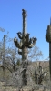 PICTURES/Sasco Ghost Town/t_Cactus1.JPG